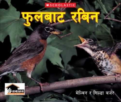 Phulbata Robin
